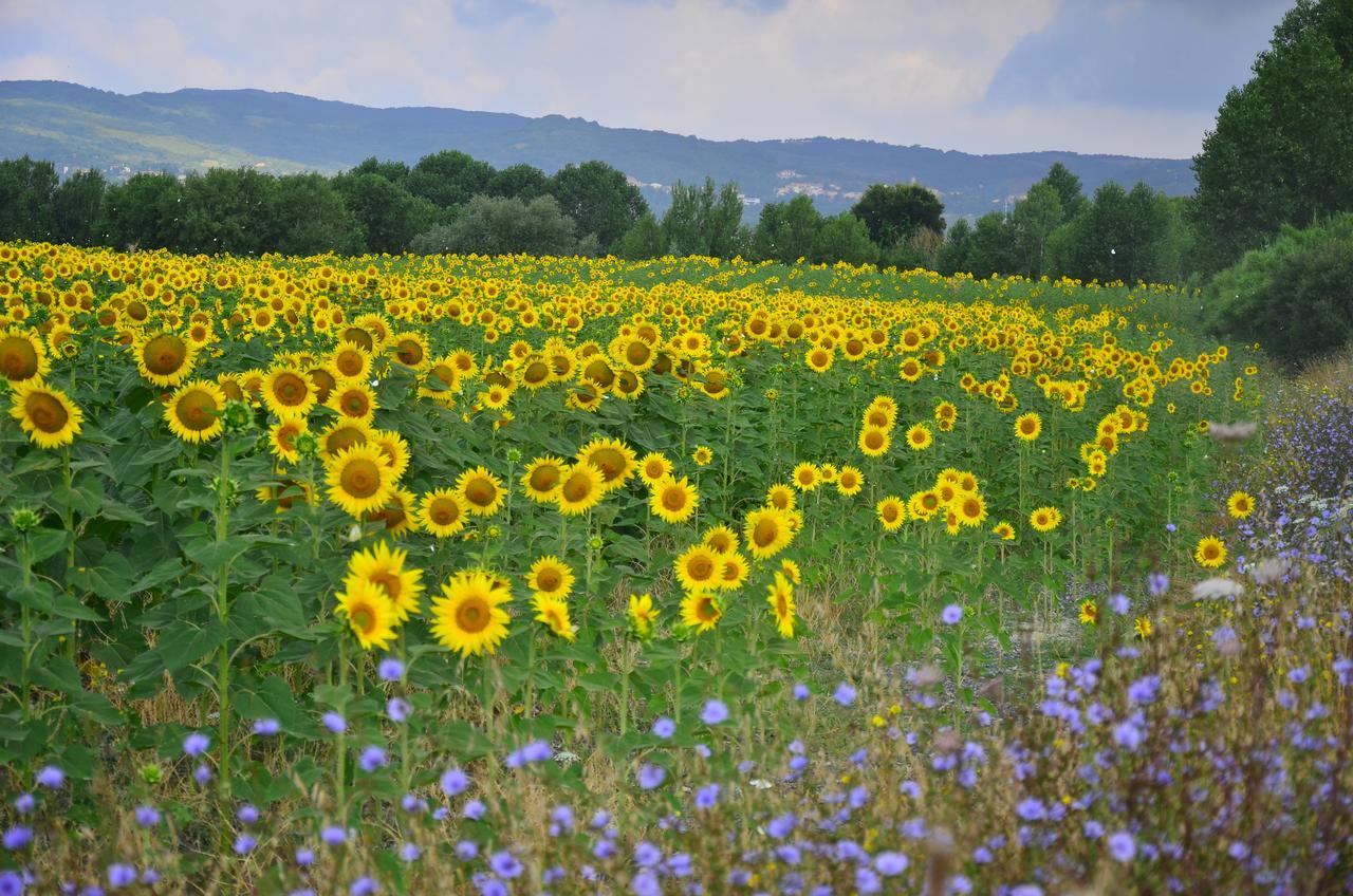 Agriturismo L'Impero Санта-Луче Экстерьер фото